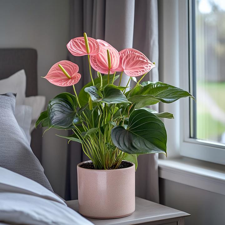 Immagine prodotto Plant in a Box Anthurium 'Colorado Pink" - (40 cm)