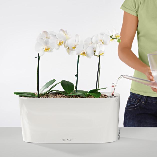 Image du produit Lechuza Delta (15 cm)