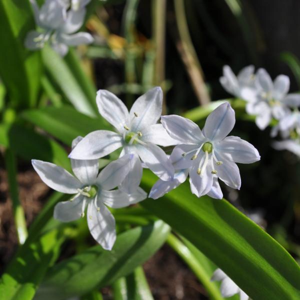 Produktbild Säntispracht 3 er Set, Die unverwüstliche Kegelblume - Puschkinia scilloides (15 cm)