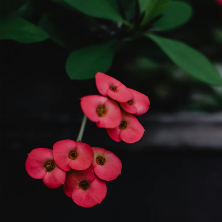 Produktbild Plant in a Box Euphorbia Milii - Honigheuschrecke (25 cm)