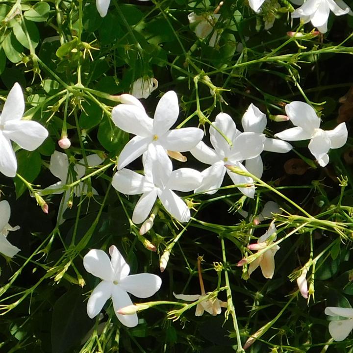 Produktbild Plant in a Box Trachelospermum jasminoides - Sternjasmin (120 cm)