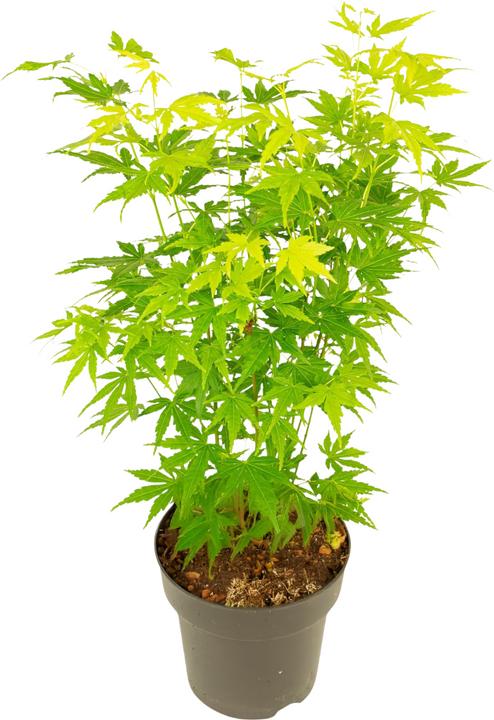 Actual product image Plant in a Box Acer palmatum 'Going Green' - Japanischer Ahorn (35 cm)