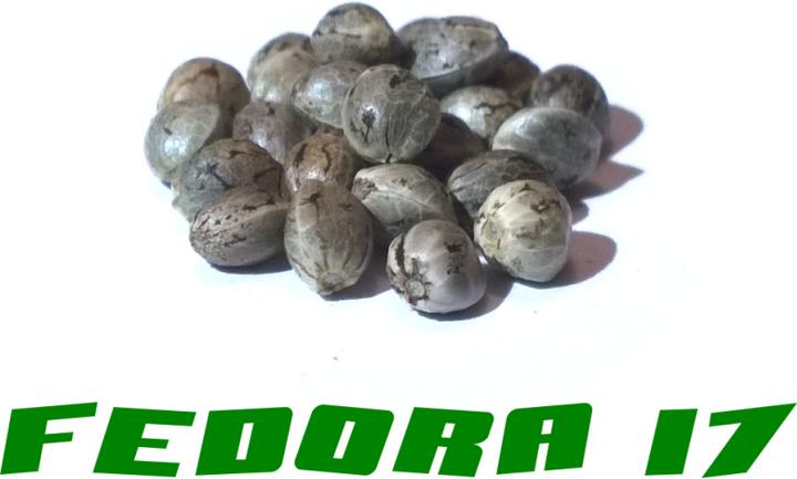 Image du produit Graines de chanvre Fedora 17 (Graines de plantes)
