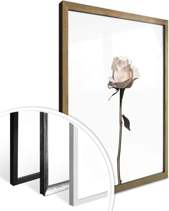 Produktbild Trenddeko Die weisse Rose (60 x 80 cm)