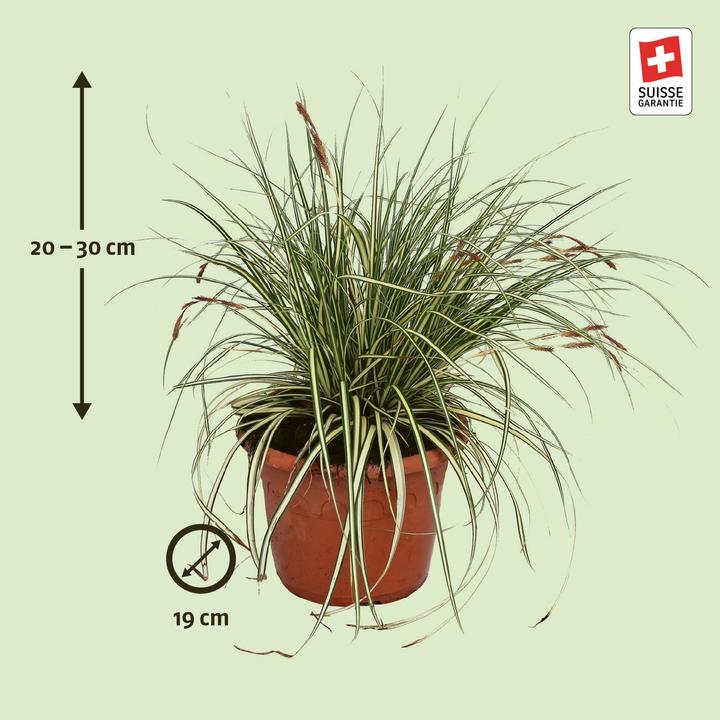 Immagine prodotto Zulauf Carex oshimensis 'Evergold' / Japan-Segge 'Evergold' (20 cm)
