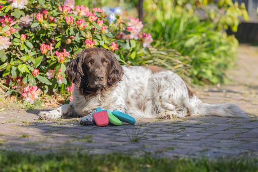 Produktbild Beeztees Fill-n-Freeze (Kauspielzeug Hund)