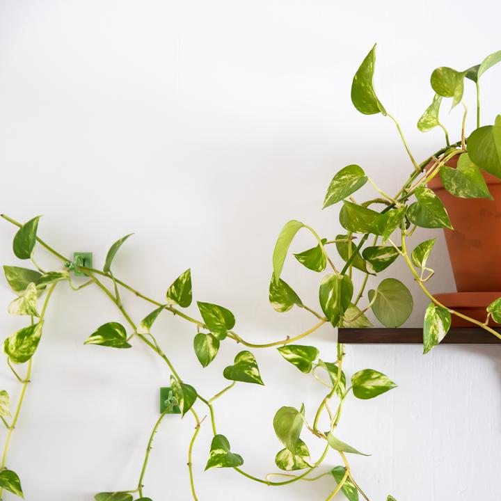 Image du produit Relaxdays 240x Pinces-à-plantes (2.20 cm, 1.80 cm)