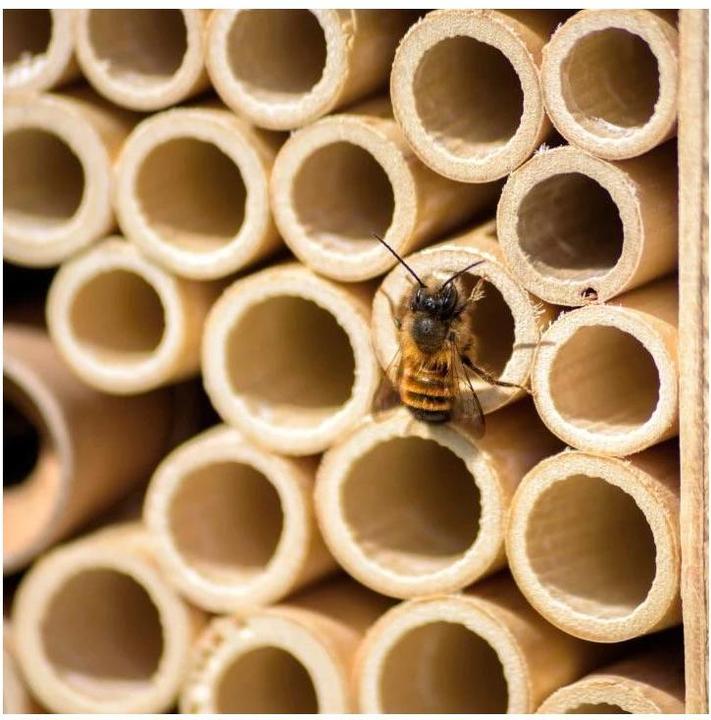 Actual product image Wildbiene BeeHome One (Wild bees)