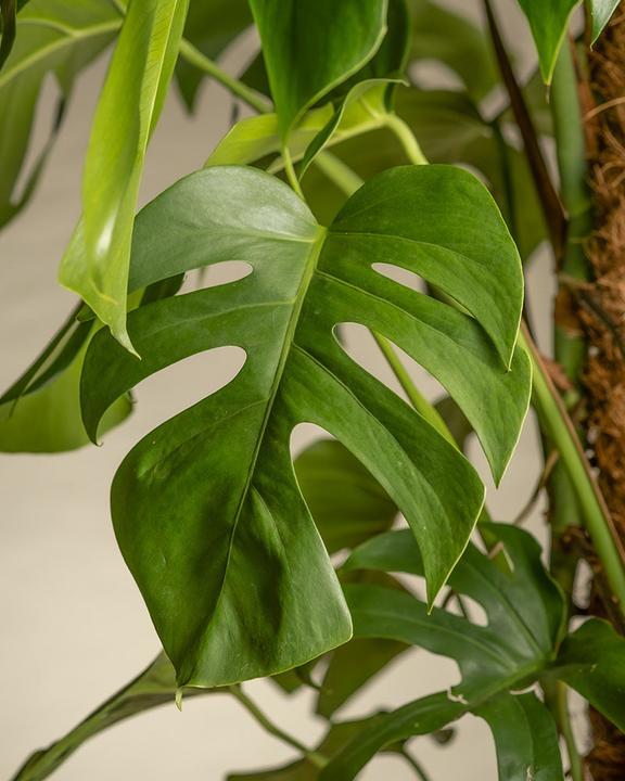 Actual product image feey Monstera XL (125 cm, Freshly repotted)