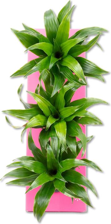 Produktbild Flowerbox Wandbegrünung Karton - Sweet 3