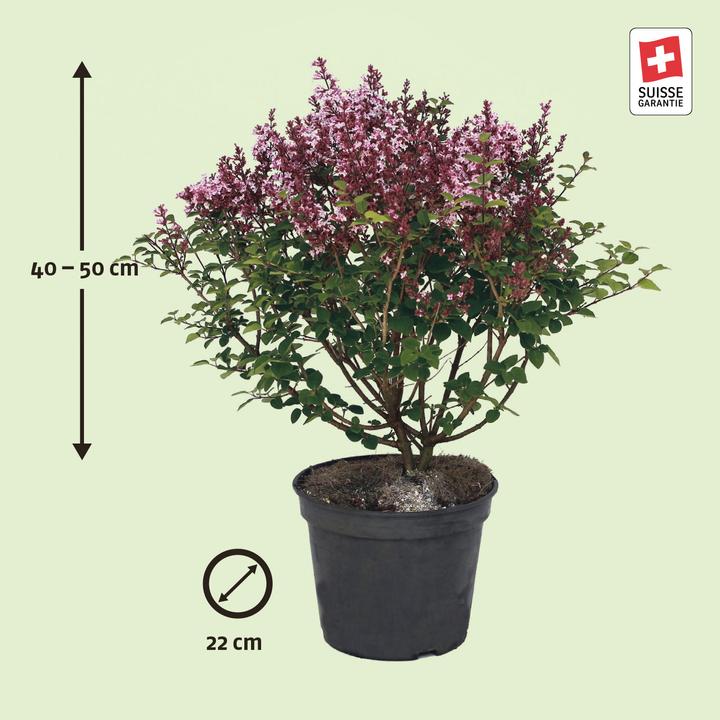 Image du produit Zulauf Zwerg-Flieder / Syringa meyeri 'Palibin' (50 cm)