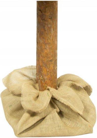 Actual product image Lean Toys Diamond Pine Christmas Tree 220cm (220 cm)