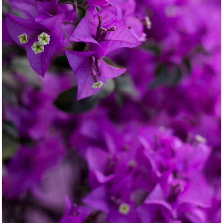 Produktbild Plant in a Box Bougainvillea 'Alexandra' (50 cm)