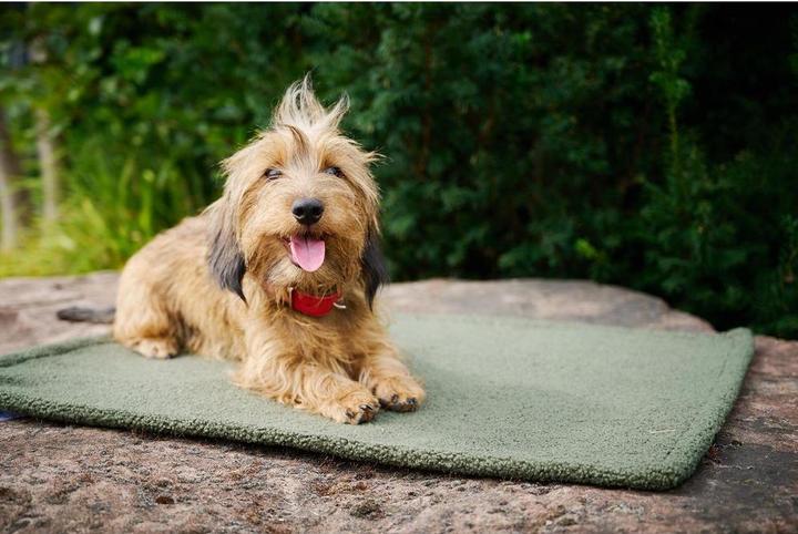 Immagine prodotto Laboni Coperta Teddy L (Cane)