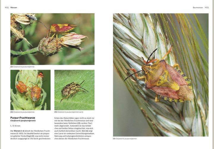 Produktbild Das grosse Handbuch Insekten (Deutsch, Ewald Gerhardt, 2021)