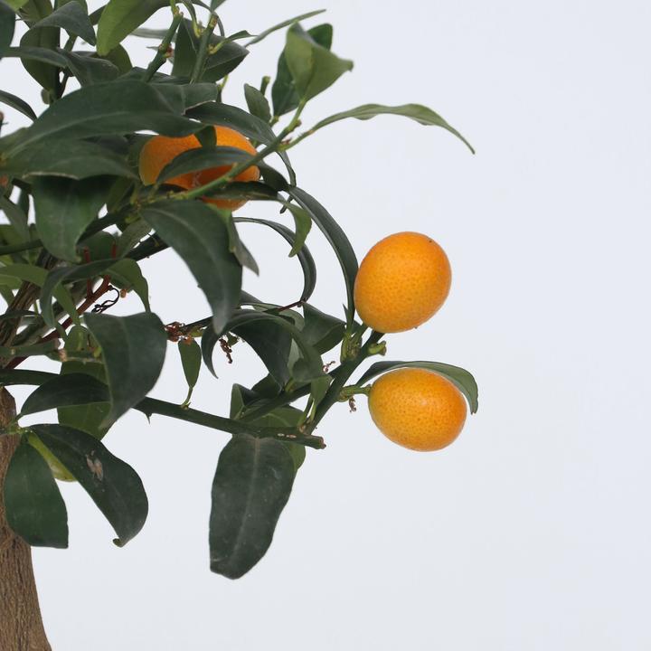 Actual product image Plant in a Box Citrus microcarpa fortunella Kumquat - (50 cm)