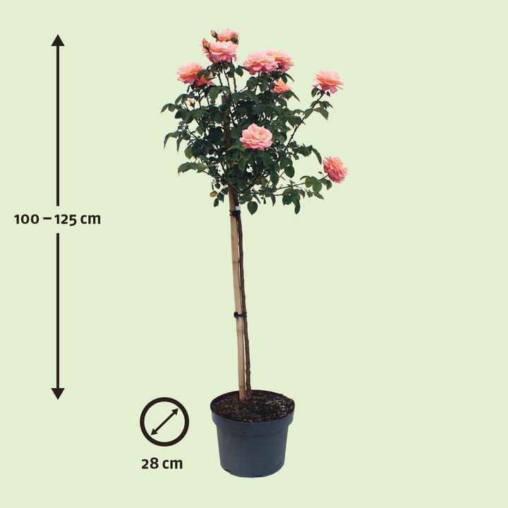 Image du produit Zulauf Rosier floribunda (180 cm)