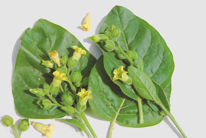 Immagine prodotto Zollinger Bio Tabacco, tabacco agricolo (annuale) (Germogli)