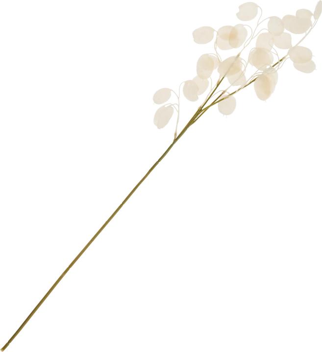 Produktbild DPI Lunaria Zweig, L 71 cm