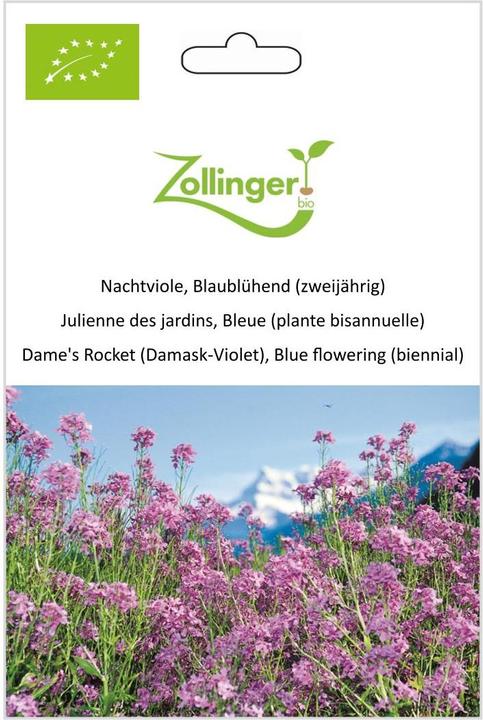 Image du produit Zollinger Bio Violette de nuit, Fleur bleue (plante bisannuelle) (Plante bulbeuse)