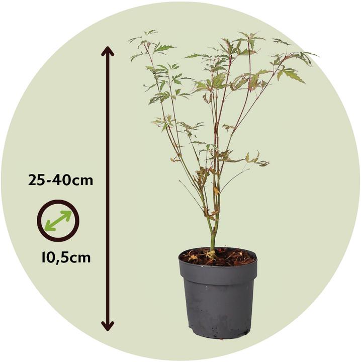 Immagine prodotto Plant in a Box Acer palmatum 'Butterfly' - Acero (25 cm)