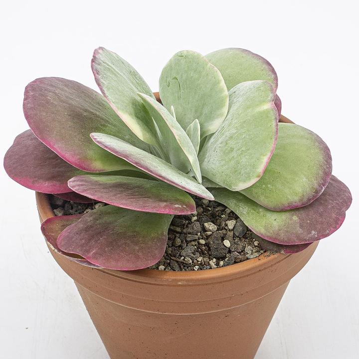 Actual product image Kakteen Gautschi Kalanchoe thyrsiflora (20 cm)