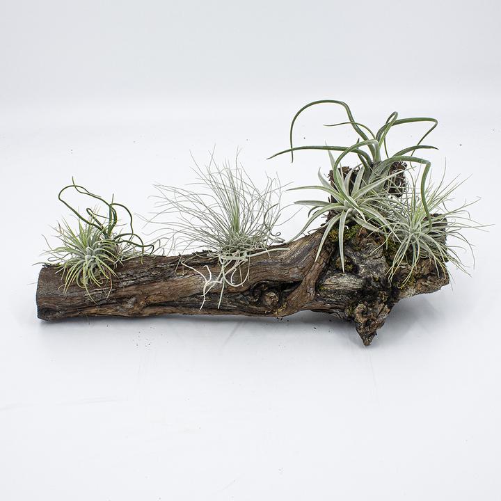 Immagine prodotto Kakteen Gautschi Tillandsia rampicante media (25 cm)