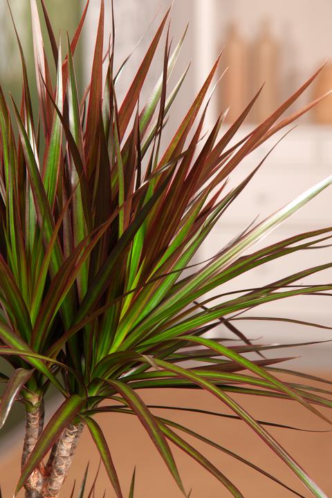 Actual product image Plant in a Box Dracaena Marginata Magenta - Dragon Tree (70 cm)
