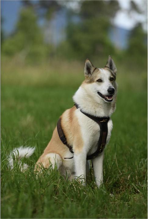 Produktbild Niggeloh Hundeführgeschirr Follow (L, Hund, Allgemein)