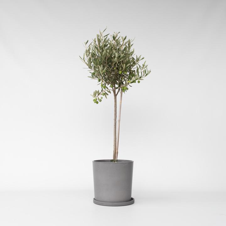 Immagine prodotto Plant in a Box Olea Europaea - Olivenbaum (80 cm)