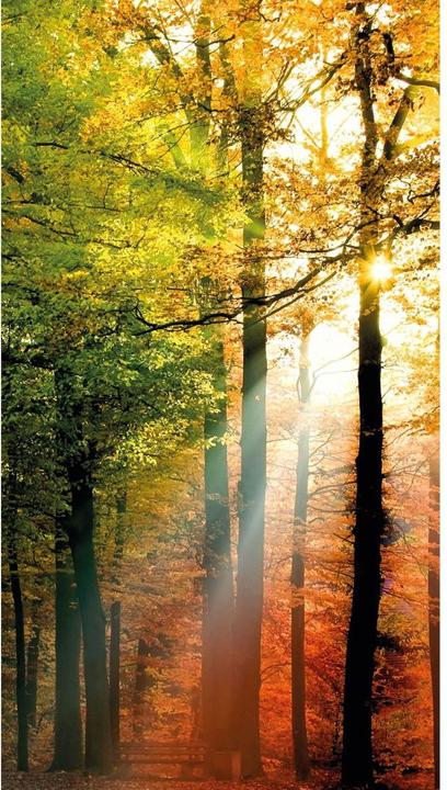 Actual product image Trenddeko Golden autumn forest (240 x 260 cm)