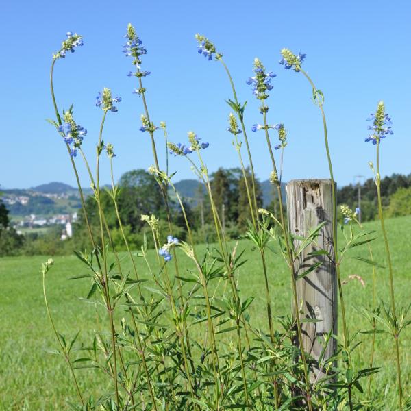 Produktbild Säntispracht Der azurblaue Pfeffer-Salbei - Salvia uliginosa 'Ballon Azur' (110 cm)