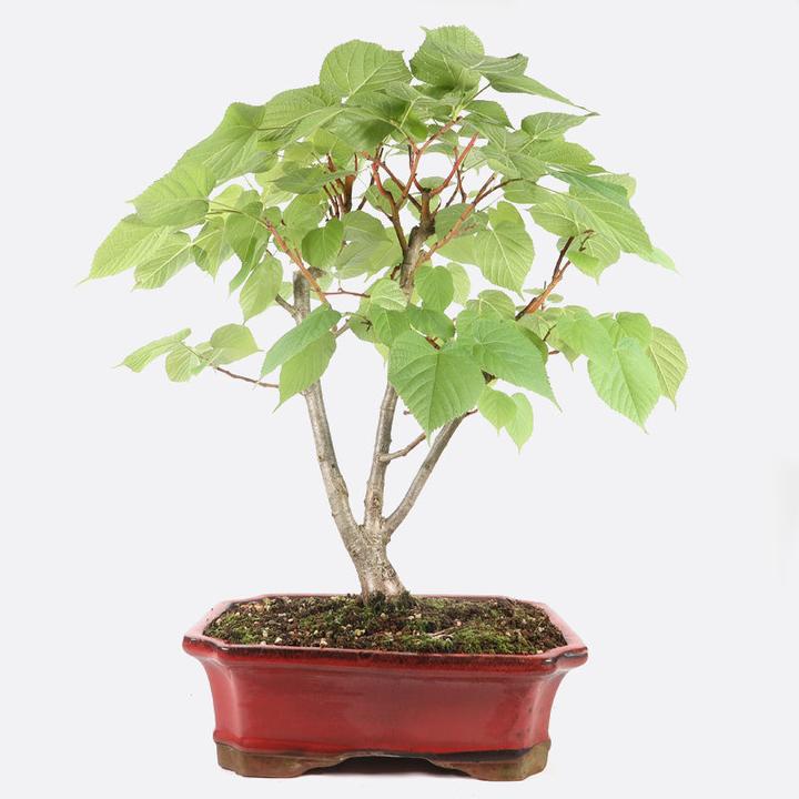 Produktbild Bonsai.ch Carmona Fukientee