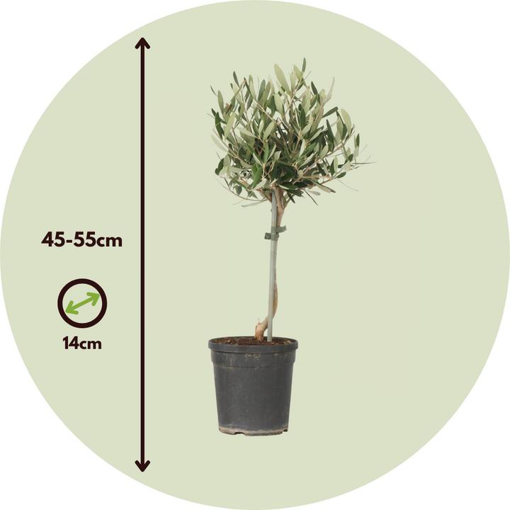 Immagine prodotto Plant in a Box Olea europaea - Olivenbaum (45 cm)