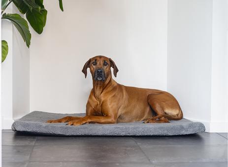 Produktbild Beeztees Ito (Hund)