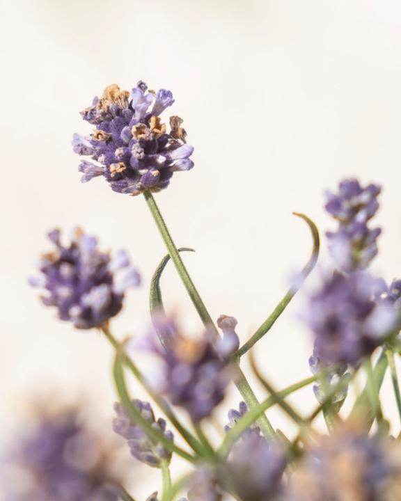 Image du produit feey Lavendel (20 cm, Respectueux des animaux)