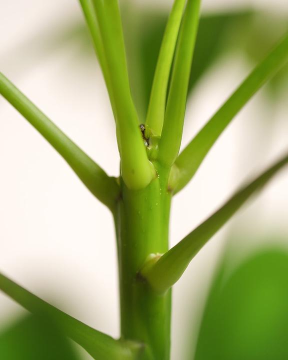Image du produit feey Schefflera (55 cm, Fraîchement rempotés)