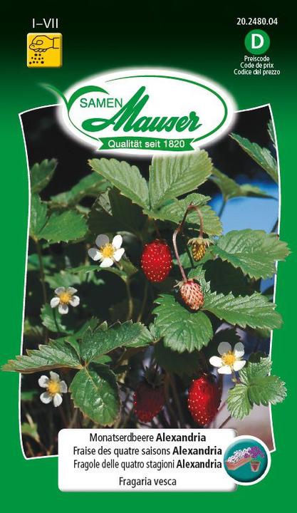 Image du produit Samen Mauser Mois de la fraise Alexandria (Graines de fruits)