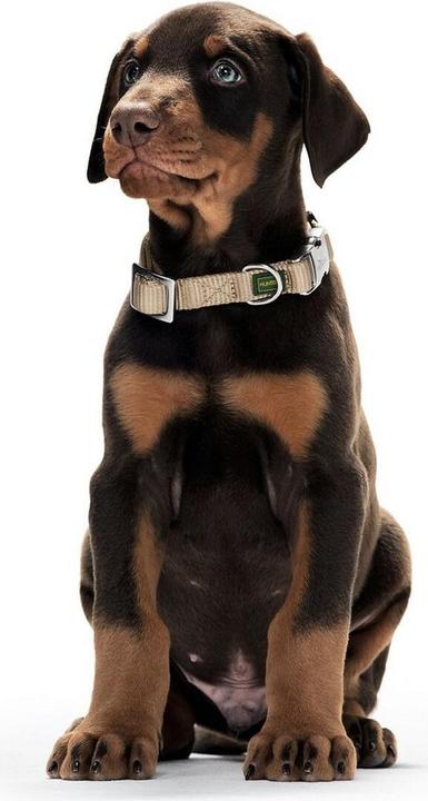 Produktbild Hunter Halsband Vario-Basic ALU-Strong Nylon (L, Hund)