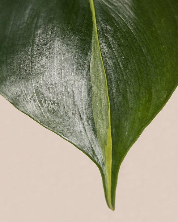 Immagine prodotto feey Philodendron scandens Brasil (25 cm, Appena rinvasata)