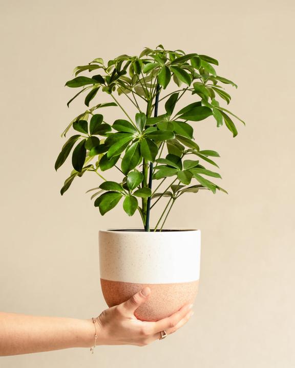 Image du produit feey Schefflera (55 cm, Fraîchement rempotés)