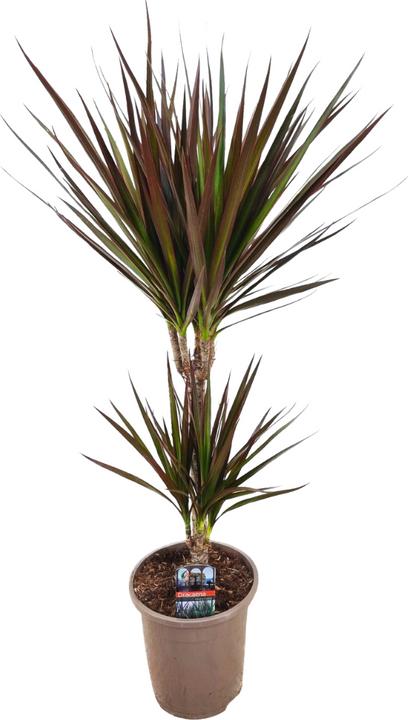 Actual product image Plant in a Box Dracaena Marginata Magenta - Dragon Tree (70 cm)