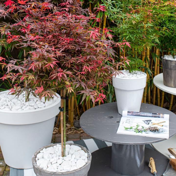 Image du produit Plant in a Box Acer palmatum 'Shaina' - Érable du Japon (80 cm)