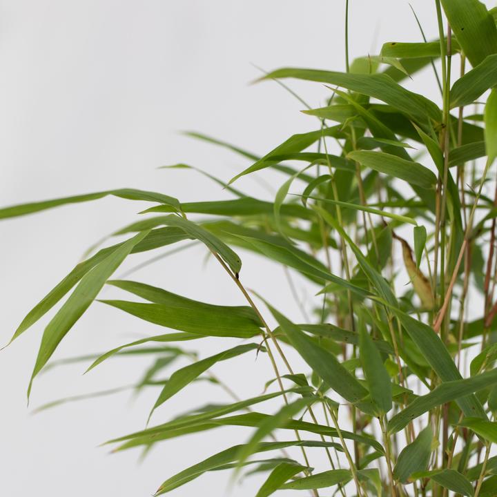 Immagine prodotto Plant in a Box Fargesia papyrifera 'Grex' - Set di 6 bambù blu (30 cm)