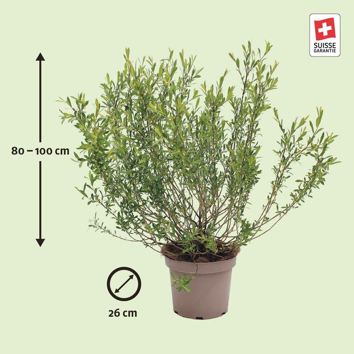Immagine prodotto Zulauf Purpur-Weide / Salix purpurea (100 cm)