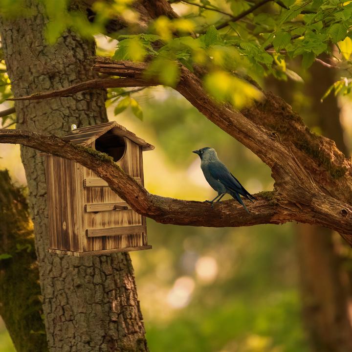 Actual product image Relaxdays Owl nesting box