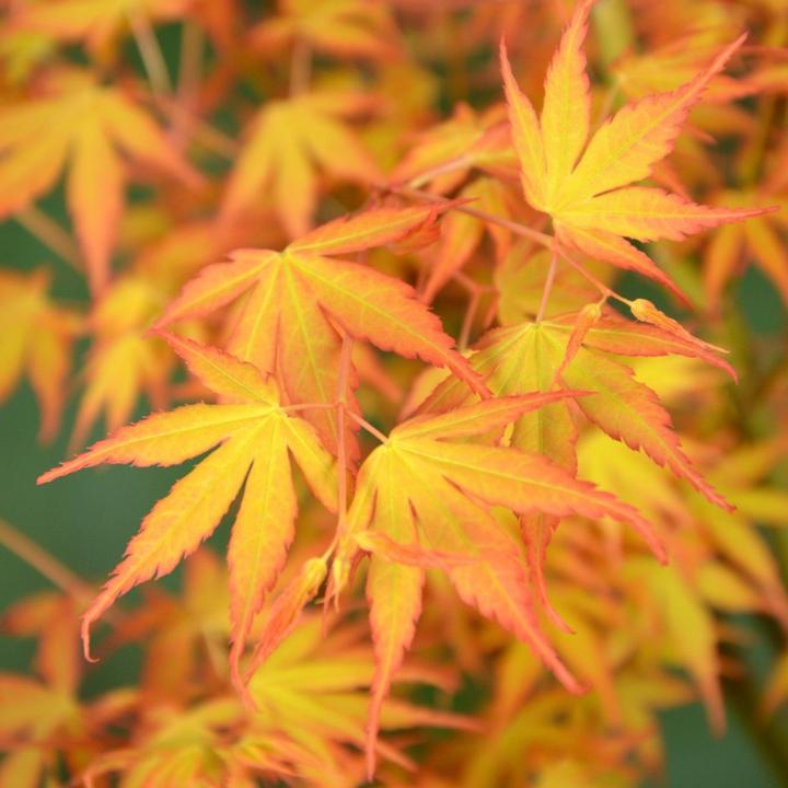 Actual product image Plant in a Box Acer palmatum 'Orange Dream' - Japanischer Ahorn (35 cm)