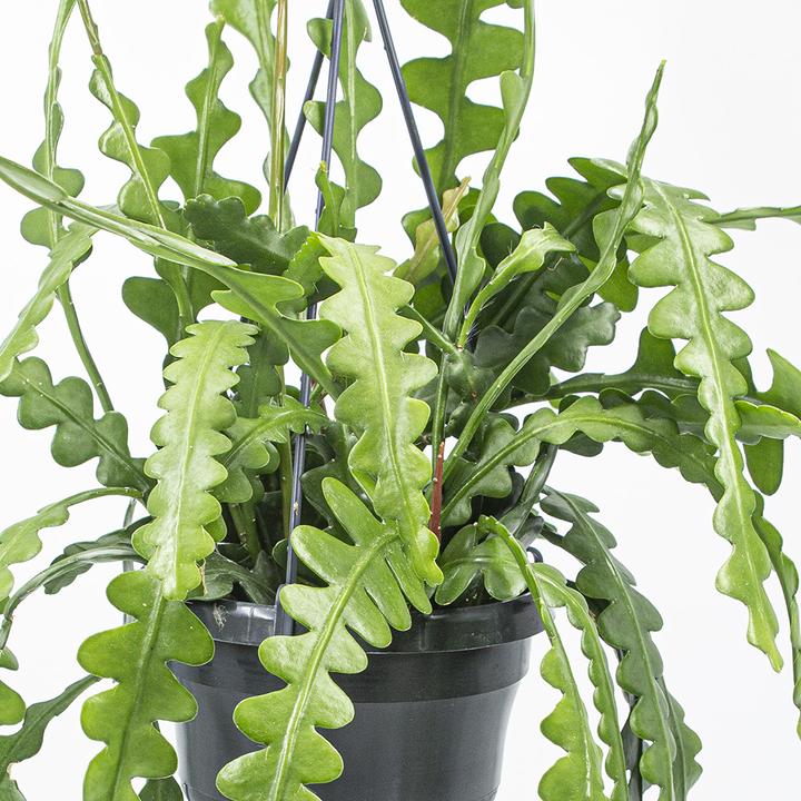 Image du produit Kakteen Gautschi Epiphyllum anguliger (14 cm)