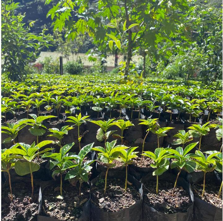 Produktbild Turm Kaffee Bio&Fair Ethiopia Sidamo (250 g, Mittlere Röstung)