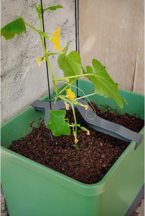 Immagine prodotto Gusta Garden Cetriolo Curt (33.50 cm)